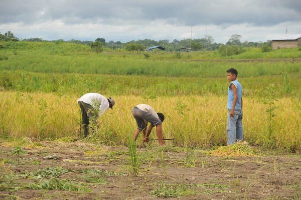 Alarma por monopolio de semillas hace temblar a agricultores en Colombia Agricultores
