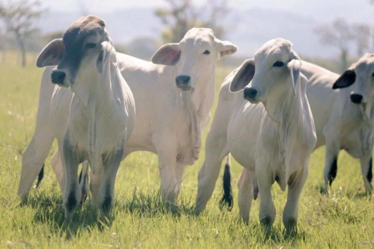 Colombia libre de aftosa, empujón a ferias agropecuarias Colombia libre aftosa