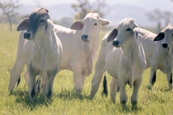 Colombia libre de aftosa, empujón a ferias agropecuarias Colombia libre aftosa