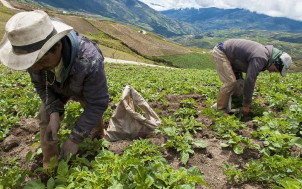 Ante crisis gobierno colombiano lanza línea de crédito para productores agrícolas Ante crisis