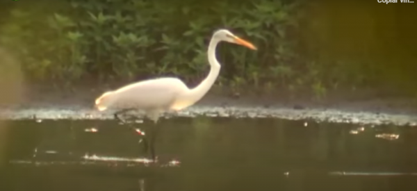 Recuperar flujo de vida de la Laguna de Sonso es una prioridad Laguna sonso