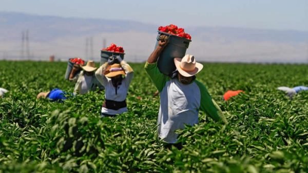 Alivios financieros para productores agropecuarios dará gobierno nacional Alivios financieros