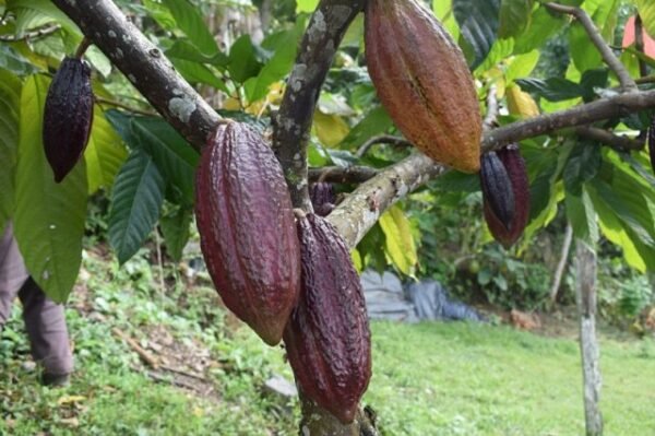 Cacao se posiciona como tercer producto  en Colombia