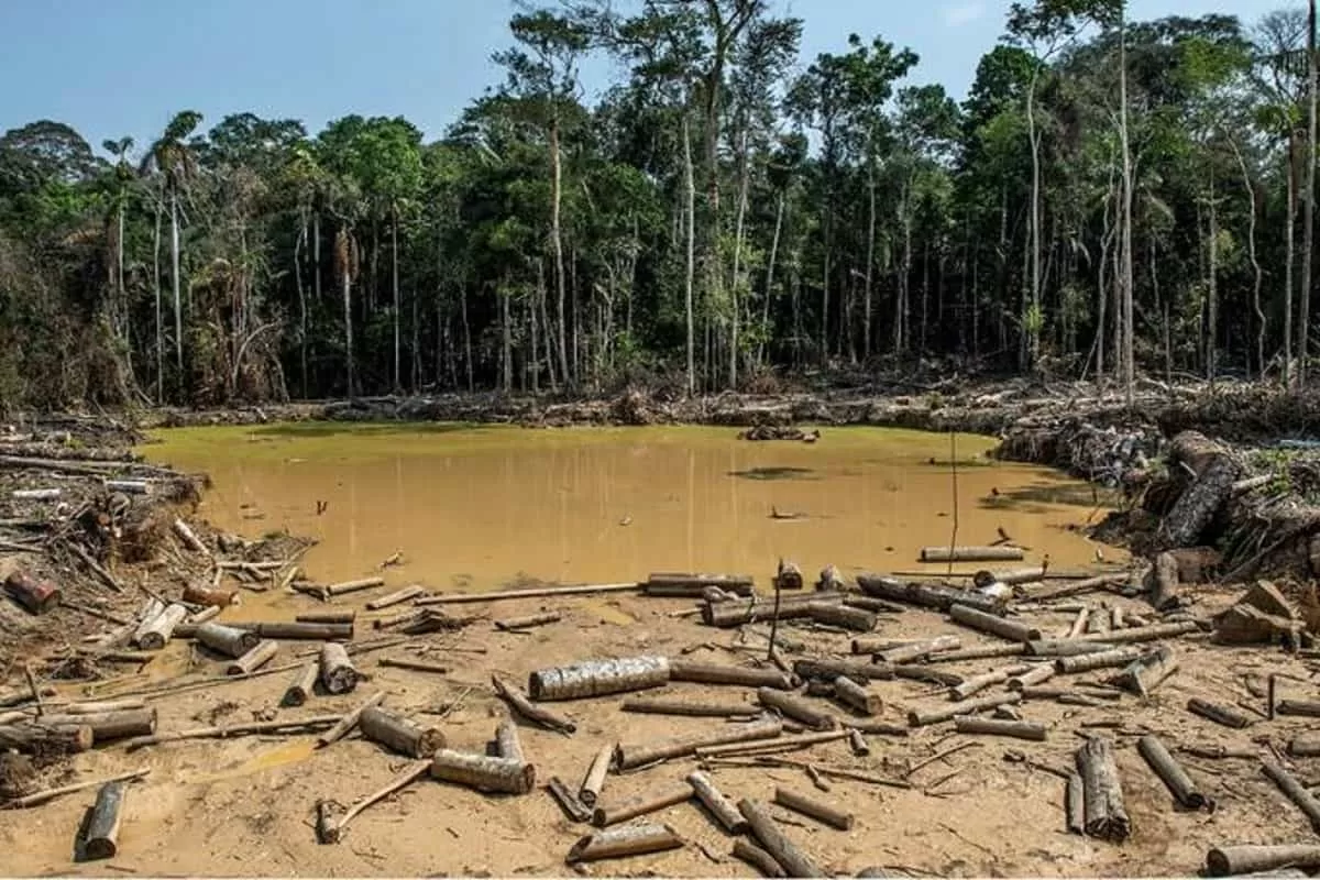 Deforestación será controlada en Colombia  a través de  política nacional