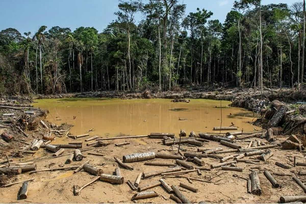 Deforestación será controlada en Colombia  a través de  política nacional