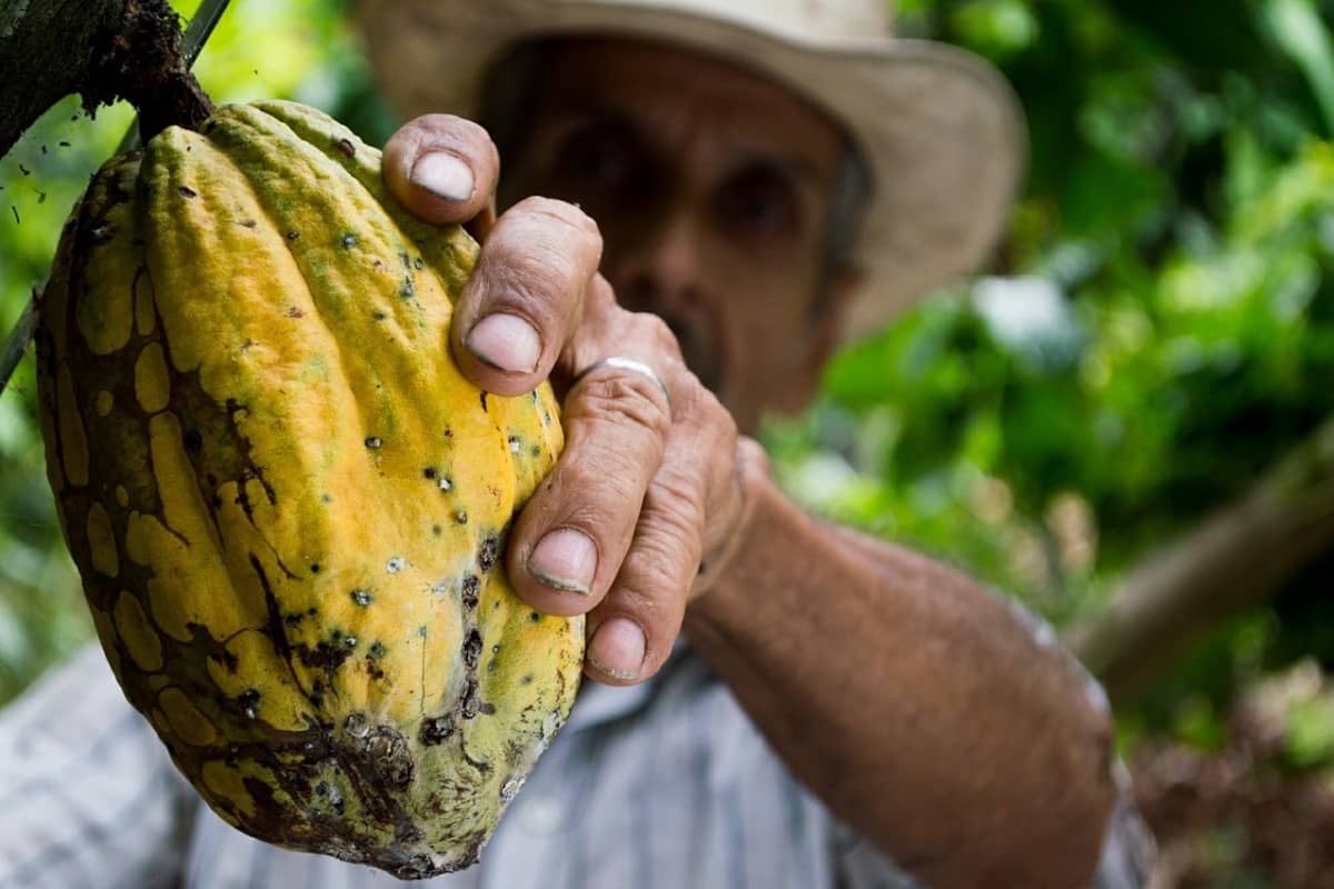 Cacao Colombiano