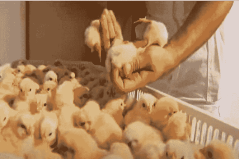 Tres millones de aves a punto de morir por desabastecimiento Tres millones de aves a punto de morir por desabastecimiento