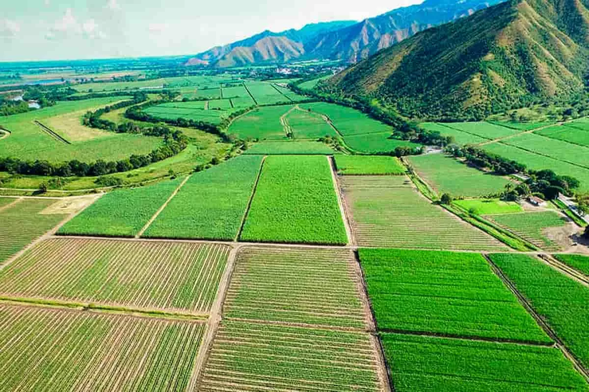 Valle del Cauca: retos y oportunidades en días de pandemia