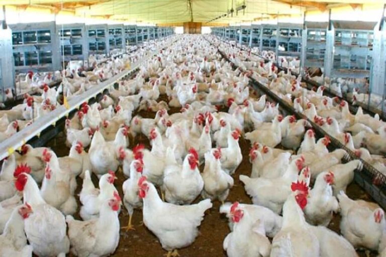 Colombia, ¡a exportar pollos!