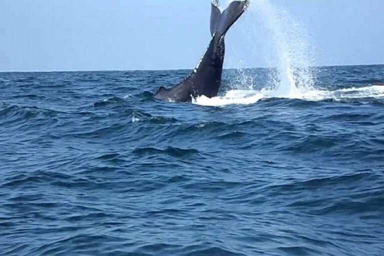 ¡Ballenas llegan al Pacífico!, inician avistamientos ¡Ballenas llegan al Pacífico!, inician avistamientos