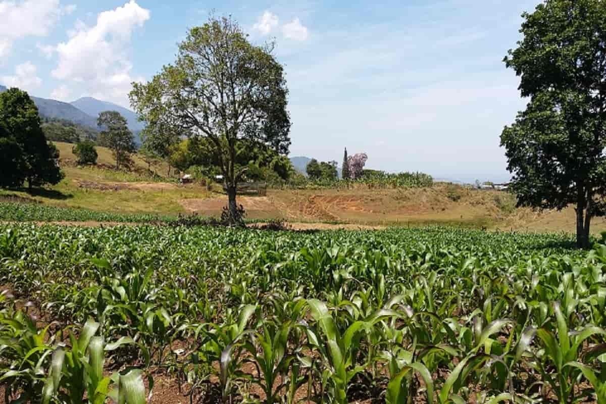 Palmira, municipio agroindustrial del Valle del Cauca que merece ser conocido