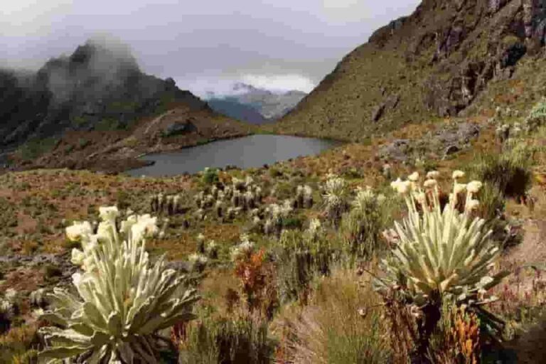 Ambientalistas alertan por riesgo de páramos, reservorios de agua Ambientalistas alertan por riesgo de páramos, reservorios de agua