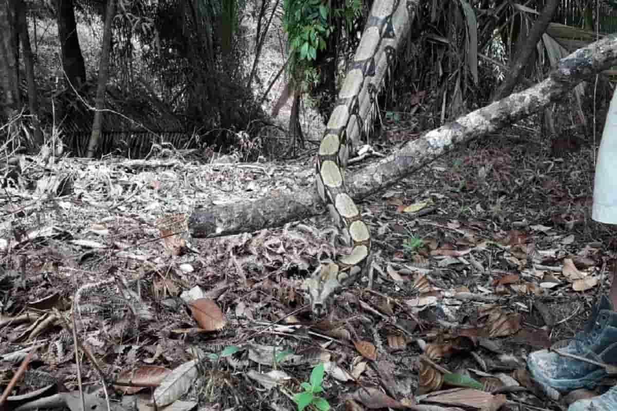 Aventura en los manglares y esteros del Pacífico Aventura en los manglares y esteros del Pacífico