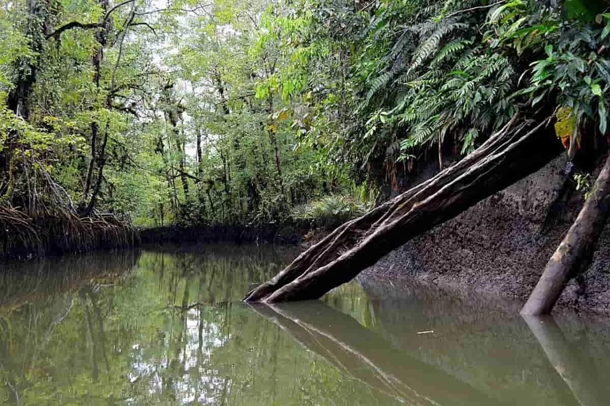Aventura en los manglares y esteros del Pacífico Aventura en los manglares y esteros del Pacífico