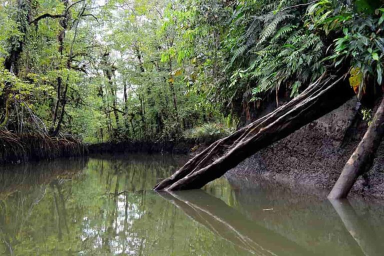 Aventura en los manglares y esteros del Pacífico