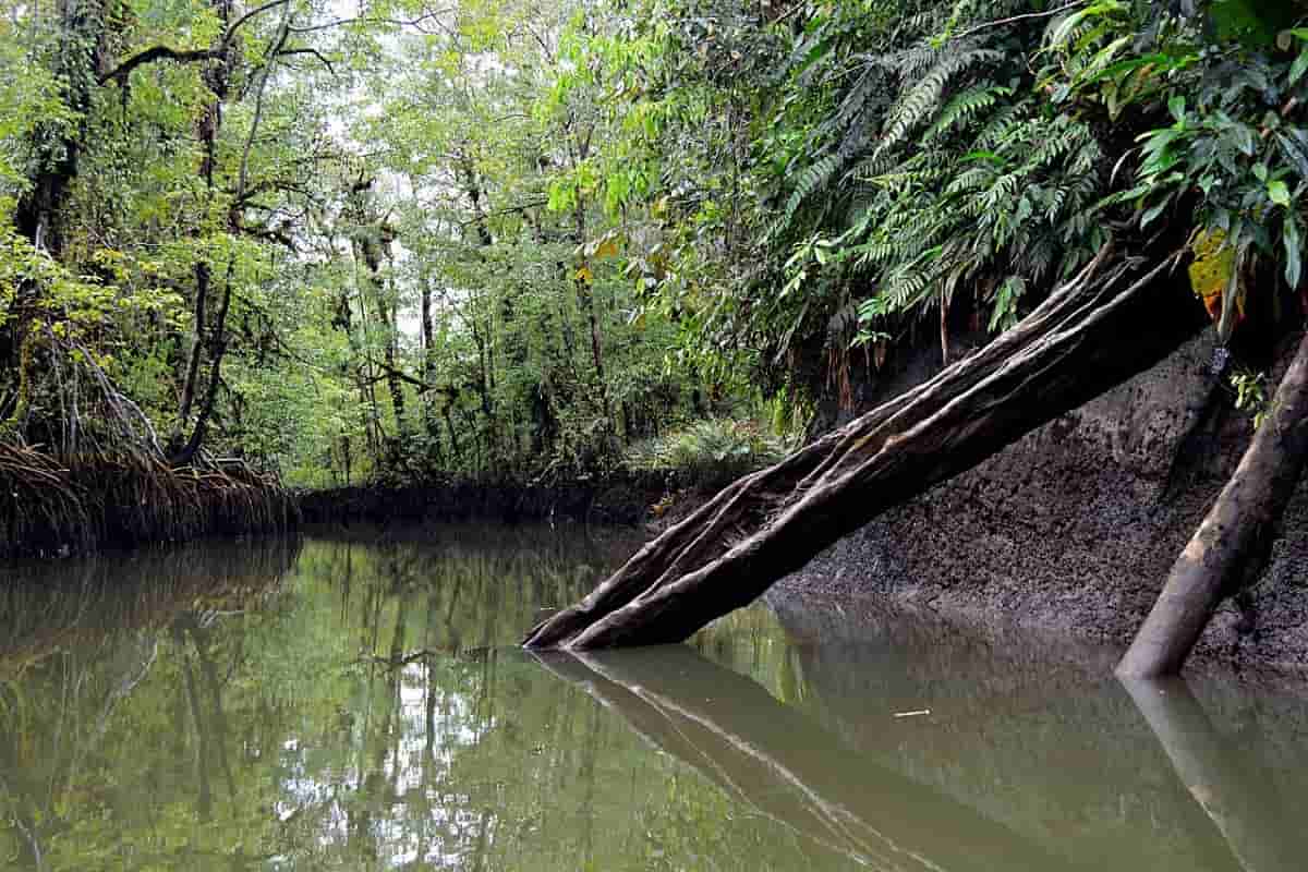 Aventura en los manglares y esteros del Pacífico
