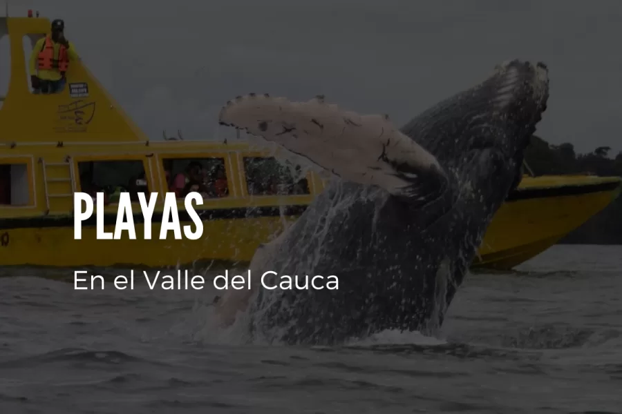 Viaje a Colombia en el 2022, descubra los sitios turísticos del Valle del Cauca Foro recuperada de: Ecoglobal Expeditions