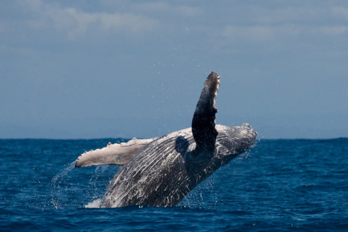 ballenas