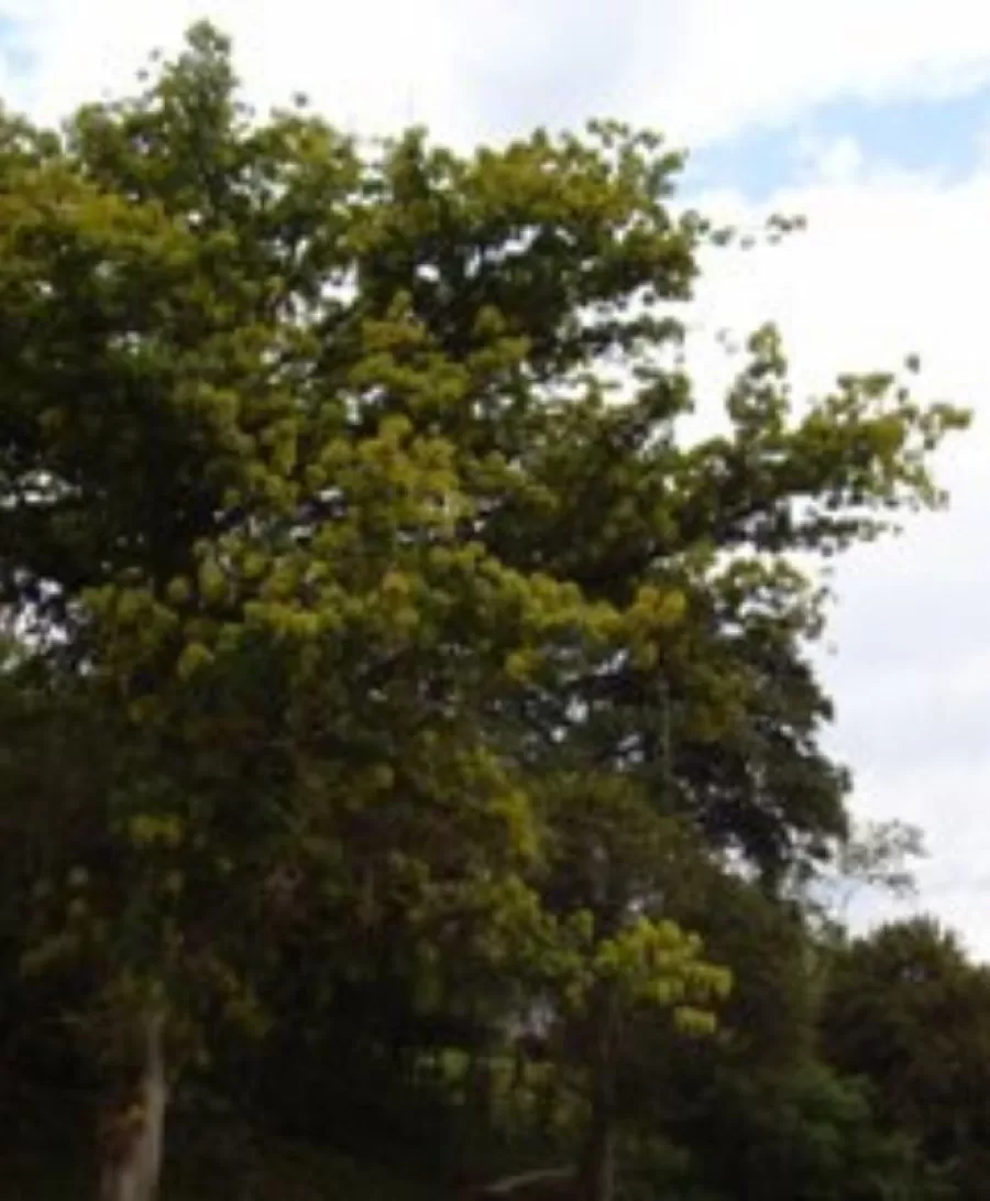 Jardín Botánico Tuluá, más de 50 años preservando la fauna y flora del departamento vallecaucano. Árbol emblemático