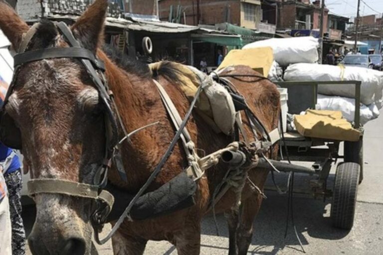 ALCALDÍA DE CALI DA EN ADOPCIÓN MÁS DE 200 CABALLOS CARRETILLEROS caballo
