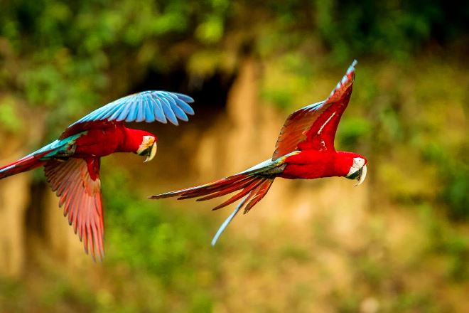 Descubriendo la Esencia del Turismo en el Amazonas: Explorando la Selva Amazónica y sus Encantos Exóticos Santuario de Biodiversidad