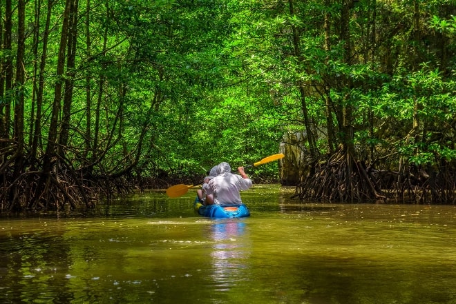 Explorando la diversidad de los ecosistemas del Amazonas, un tesoro natural inigualable Ecosistemas Acuáticos en el Amazonas