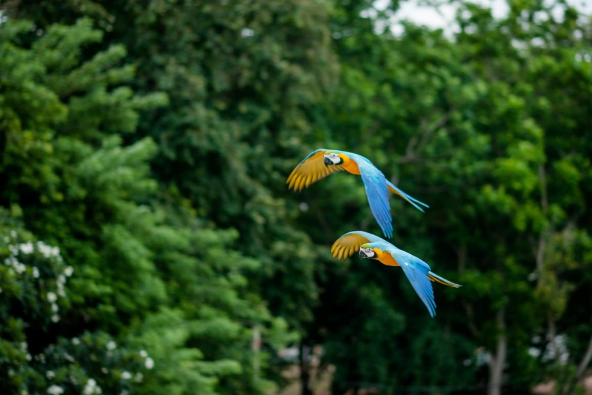ecosistemas del Amazonas