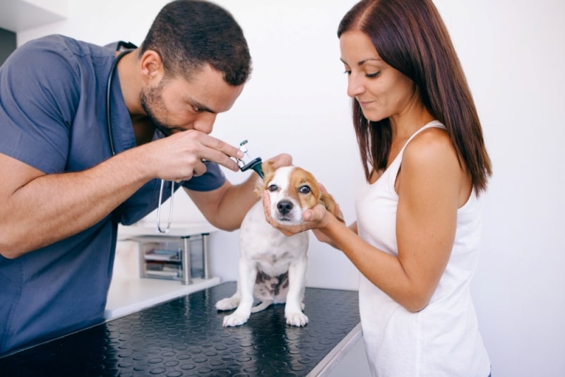 ¿Qué Hacer Cuando tu Perro Pierde el Apetito? Cuándo Visitar al Veterinario