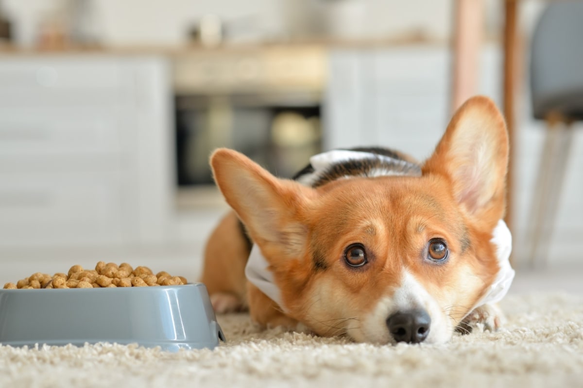 por qué mi perro no quiere comer