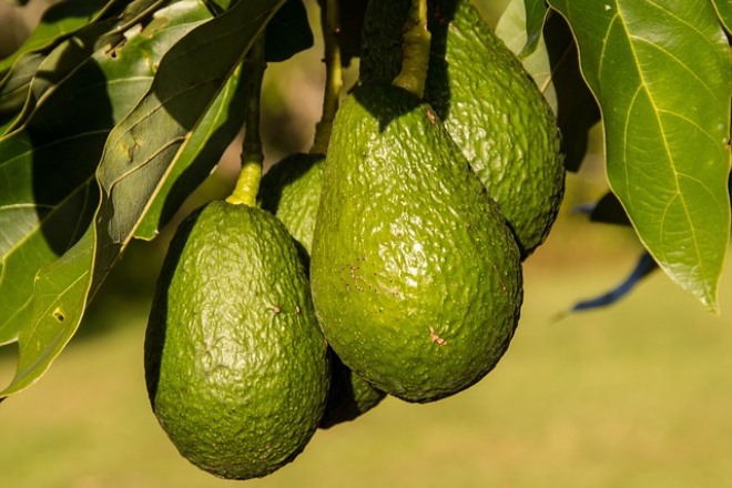 Maximiza la producción de tu árbol de aguacate con BigFertil: el abono orgánico ideal para la temporada de calor Aguacate fertilizante