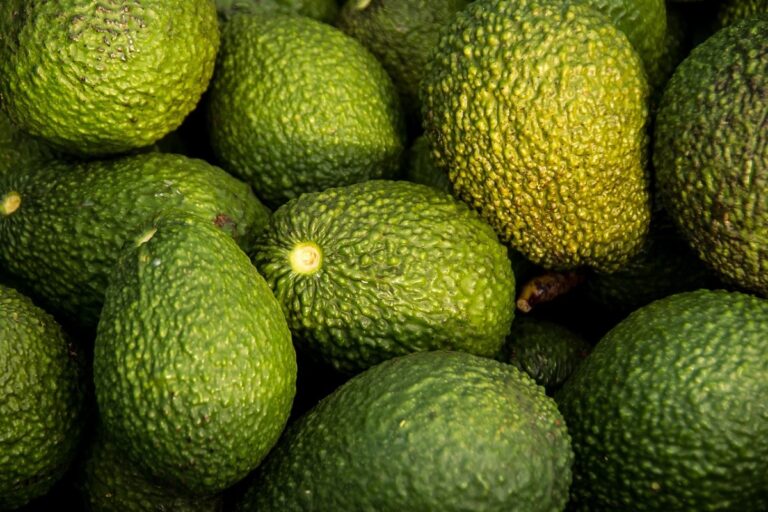 Aguacate