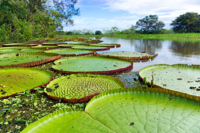 Aventuras en el Amazonas