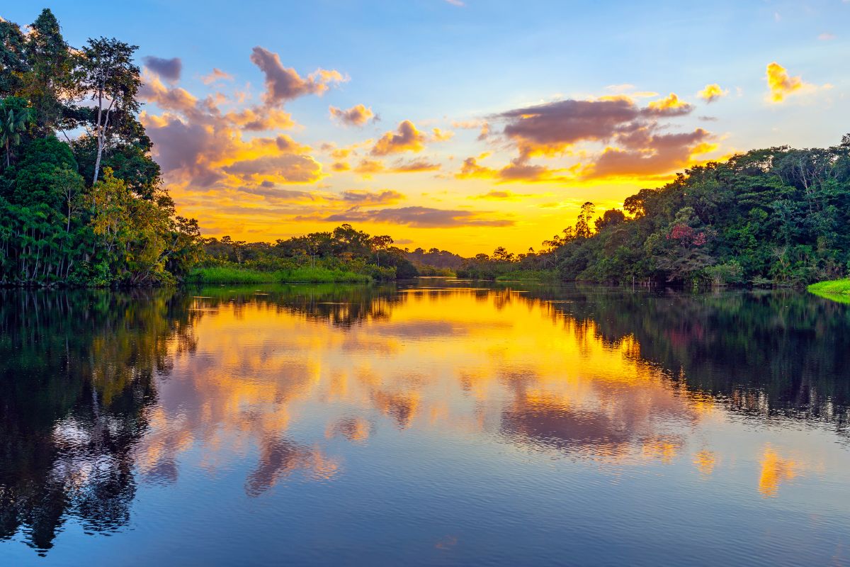 Explorando la Majestuosa Selva del Amazonas