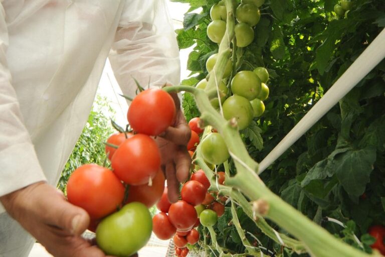Guía Completa sobre Hidroponía: Cultivando un Futuro Sostenible Guía Completa sobre Hidroponía