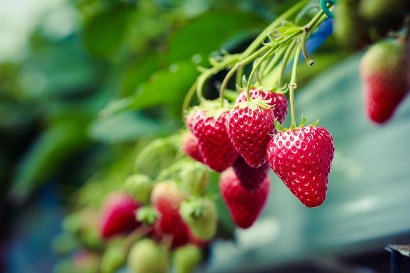 Guía Completa sobre Hidroponía: Cultivando un Futuro Sostenible La Hidroponia es la agricultura del futuro