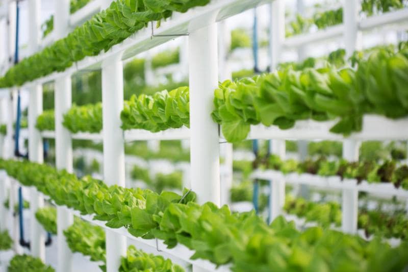 Guía Completa sobre Hidroponía: Cultivando un Futuro Sostenible Tendencias y Avances en la Hidroponía
