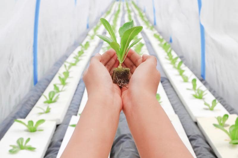 Guía Completa sobre Hidroponía: Cultivando un Futuro Sostenible hidroponía más sostenible