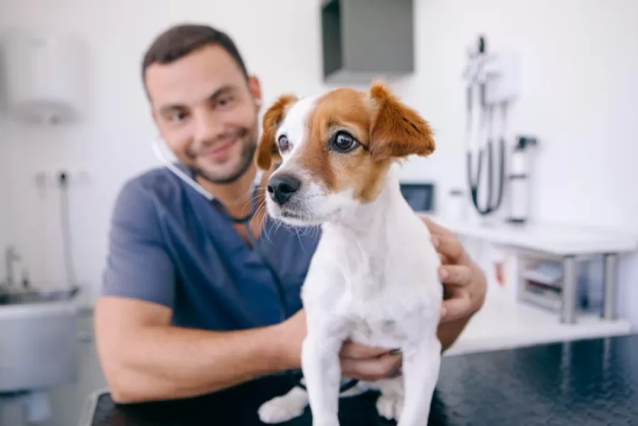 Cuidados Veterinarios y Prevención