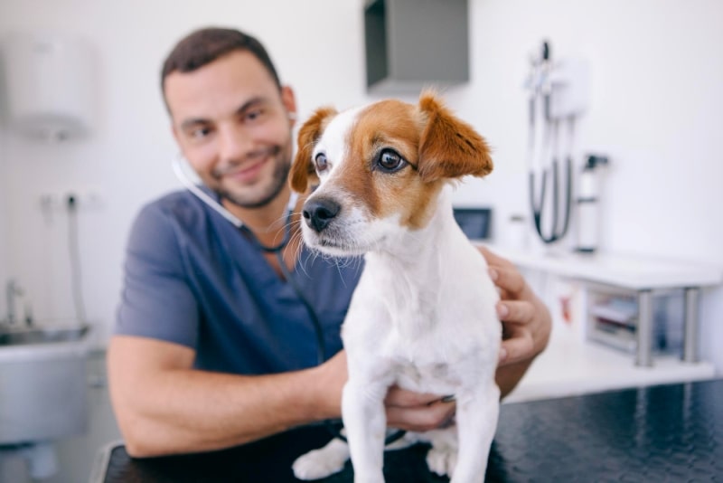 Cuidados Veterinarios y Prevención