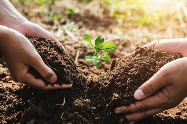 Alcaldía de Tuluá entrega 700 árboles en jornada de reforestación comunitarias