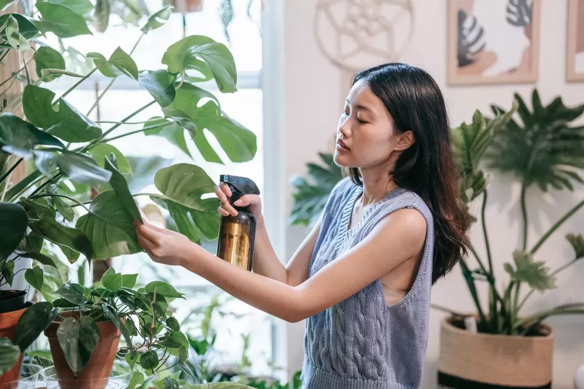 Imagen de Guía para cuidar y abonar tus plantas